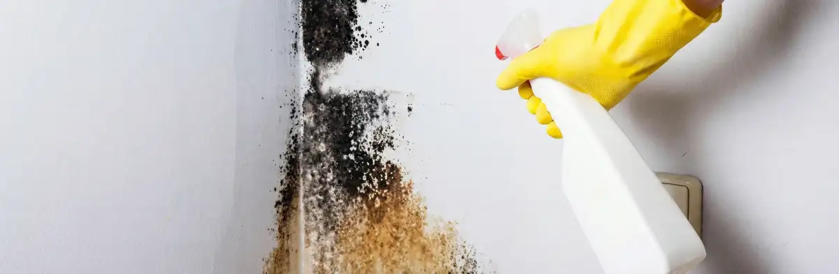 visible mold growth on an interior wall being treated during mold removal service in Chicago, IL